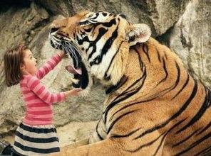 国产老虎三兄弟视频,萌态可掬的森林守护者